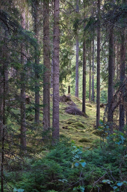 Sonnenlicht fällt durch einen Pinienwald Romantische mythische Naturstimmung