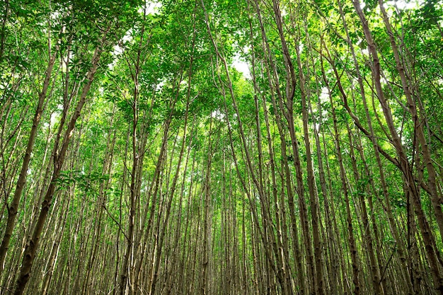 Sonnenlicht filtert durch das Blätterdach eines Mangrovenwaldes in der Provinz Rayong in Thailand