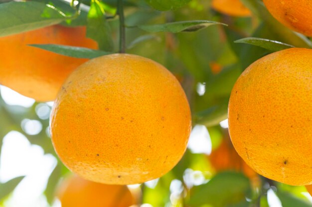 Sonnenlicht Orangenbäume Obstgarten überwuchert gelb orange Zitrusfrüchte