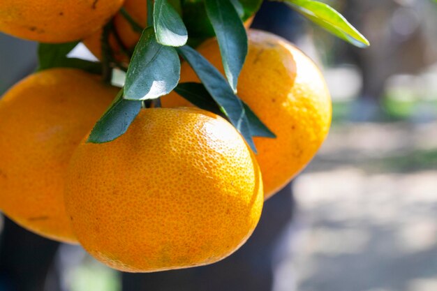 Sonnenlicht Orangenbäume Obstgarten überwuchert gelb orange Zitrusfrüchte