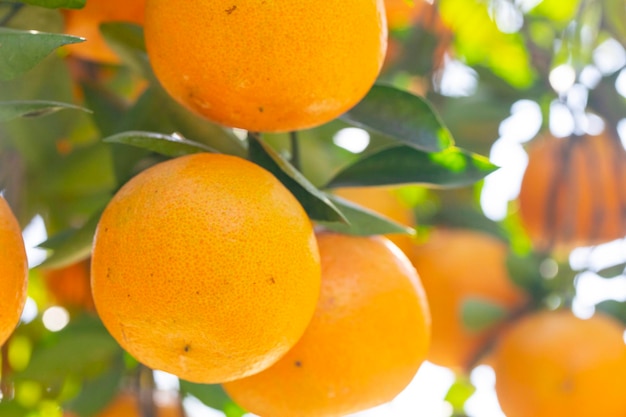 Sonnenlicht Orangenbäume Obstgarten überwuchert gelb orange Zitrusfrüchte