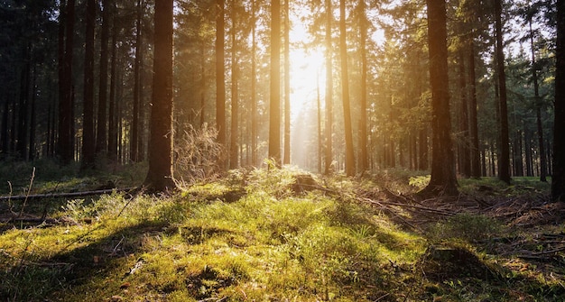 sonnenlicht scheint bei sonnenuntergang in den wald. ideal für Webseiten und Zeitschriftenlayouts