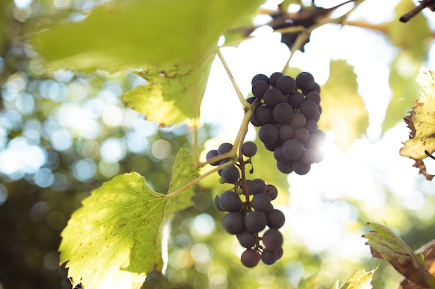 Sonnenlicht scheint durch blaue Weintrauben in einem Weinberg in einem Dorf