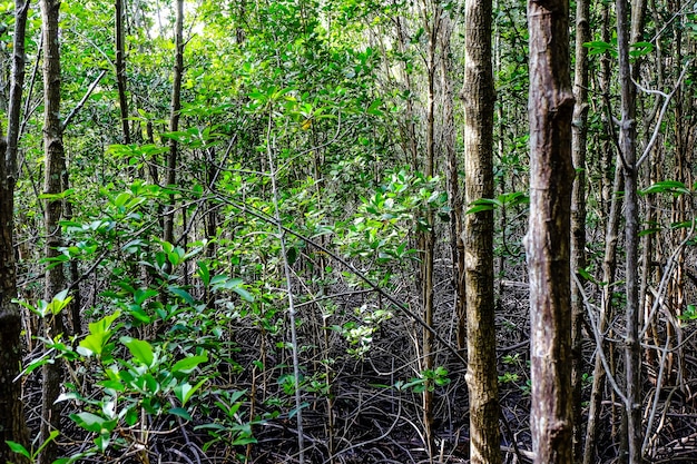 Sonnenlicht scheint durch den Schwarzwald