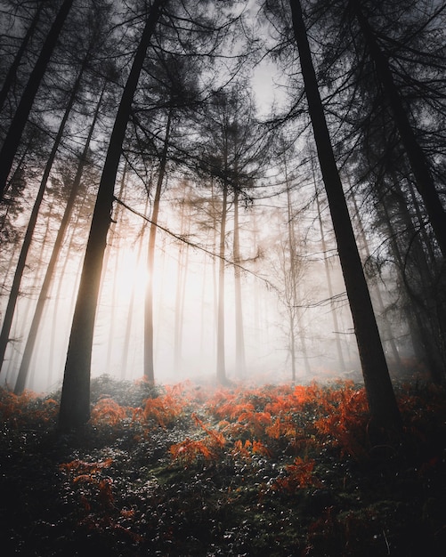 Sonnenlicht scheint durch die nebligen Wälder