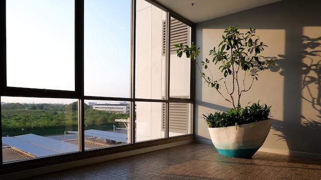 Sonnenlicht scheint durch Glaswand mit dekorativer Zimmerpflanze im Inneren des Bürogebäudes