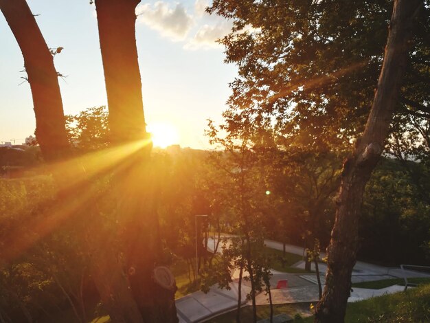 Foto sonnenlicht strömt bei sonnenuntergang durch bäume im park