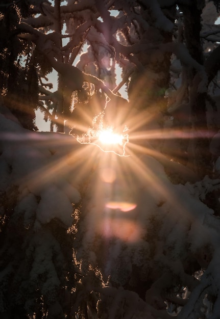 Foto sonnenlicht strömt bei sonnenuntergang durch die bäume