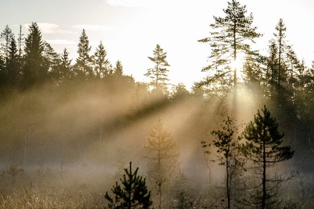 Foto sonnenlicht strömt durch bäume im wald gegen den himmel