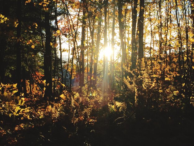 Sonnenlicht strömt durch Bäume im Wald