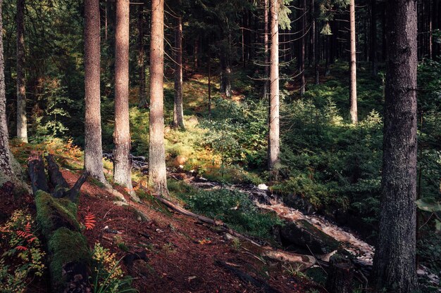 Foto sonnenlicht strömt durch bäume im wald