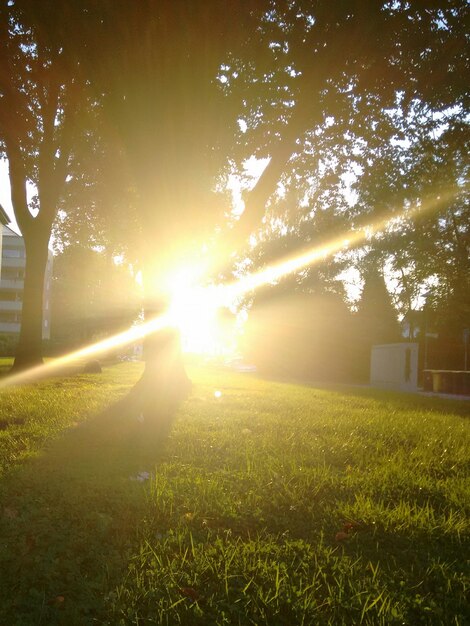 Foto sonnenlicht strömt durch bäume