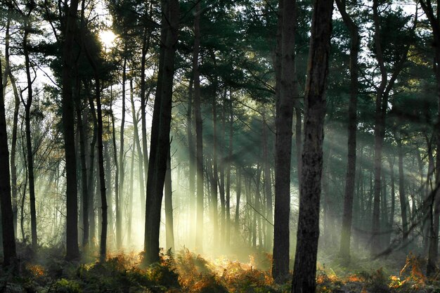 Foto sonnenlicht strömt durch bäume