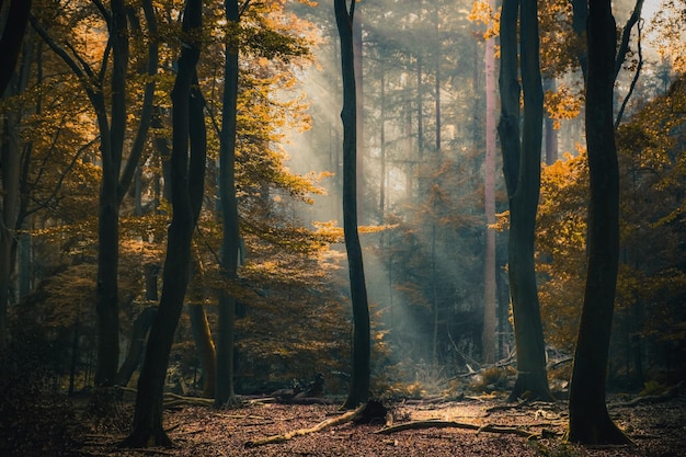 Sonnenlicht strömt im Herbst durch Bäume im Wald