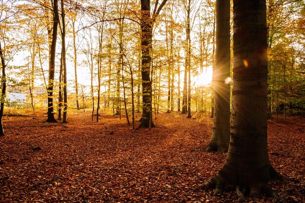 Foto sonnenlicht strömt im herbst durch bäume im wald