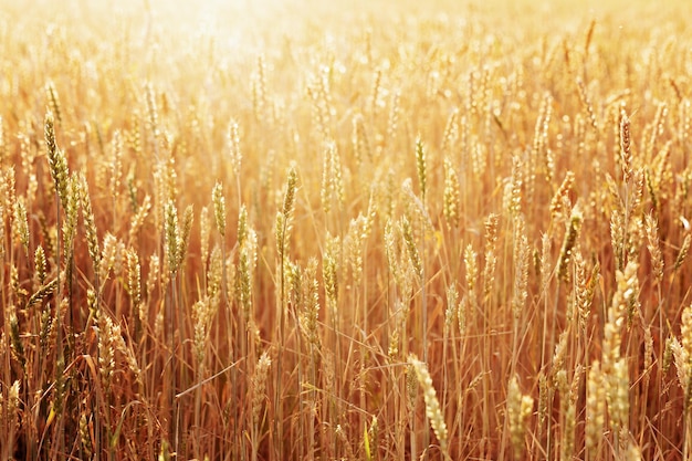 Sonnenlicht über dem Feld des reifen goldenen Weizens. Erntezeit im Herbst. Selektiver Fokus.