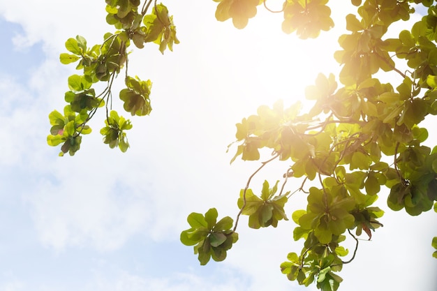 Sonnenlicht und frischer Green.nature Hintergrund