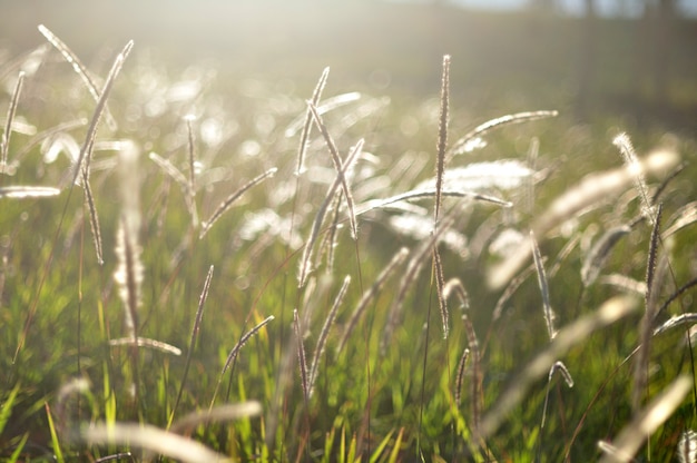 Sonnenlicht und Wind wehen um hohes Grasfeld