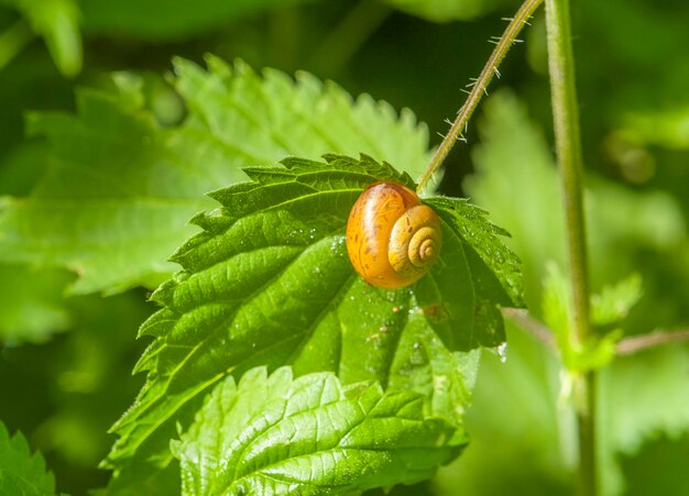 Foto sonnenschale der schnecken