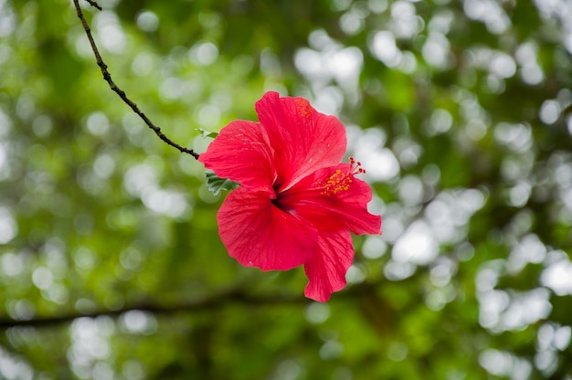 Sonnenschein frische Blüte große rote Blume Wüstenrose Hibiskusblüte