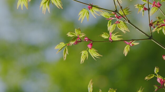 Foto sonnenschein im garten grüne blätter japanischer ahornbäume, die zu beginn des jahres blühen