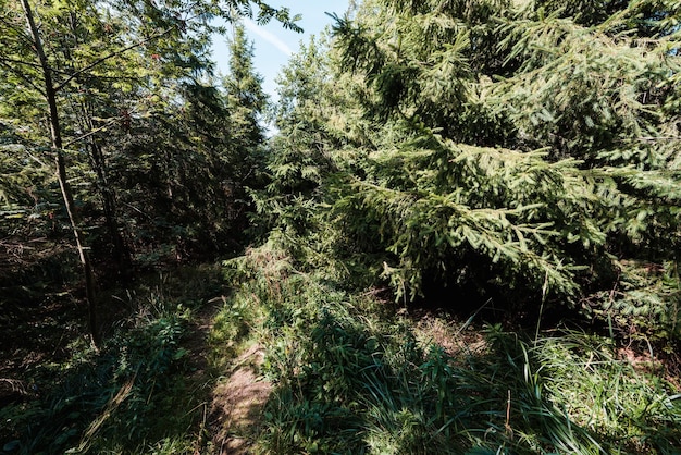 Sonnenschein, immergrüne Tannen, ruhiger Wald