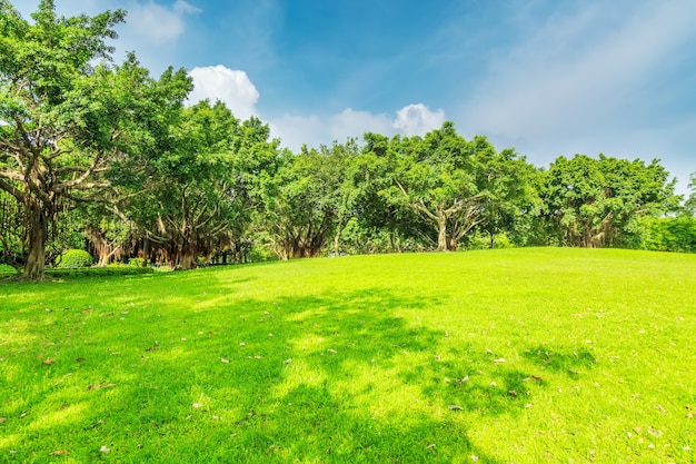 Sonnenscheinwald und Grünland im Park