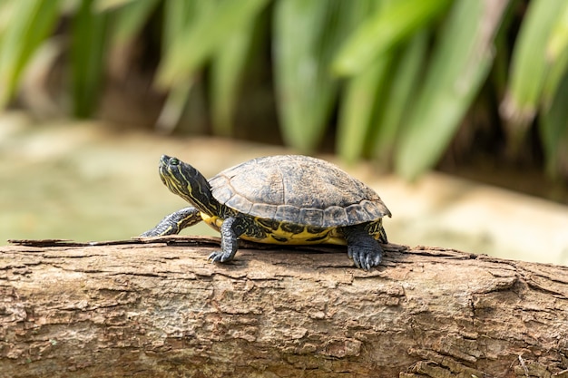 Sonnenschild der Tigerschildkröte auf Baumstamm im See.