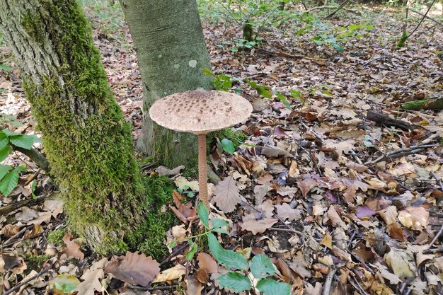 Sonnenschirmpilz Macrolepiota procera