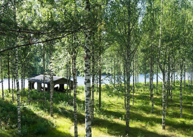 Sonnenstrahlen auf dem Gras im Birkenhain in der Nähe des Flusses