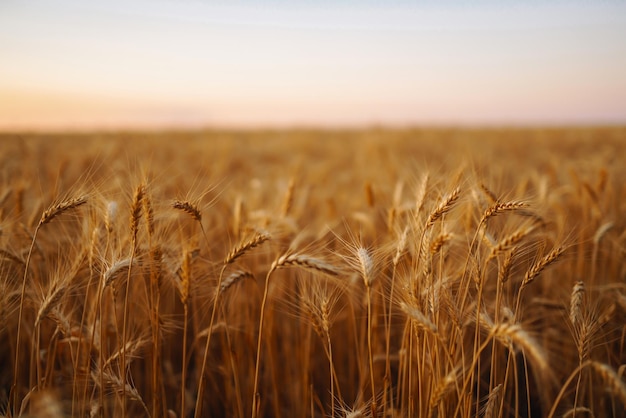 Foto sonnenstrahlen der untergehenden sonne auf einem goldenen weizenfeld ernten das wachstum der natur ernte