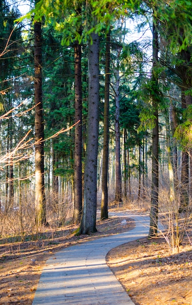 Sonnenstrahlen des abendlichen Sonnenuntergangs im Winterkiefernwald