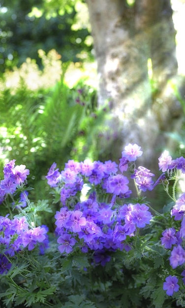 Sonnenstrahlen, die im Sommer auf Wiesengeranienblumen in einem üppigen Wald scheinen Lila Pflanzen, die im Frühling in einem botanischen Garten wachsen Schöne violett blühende Pflanzen, die in ihrer natürlichen Umgebung knospen