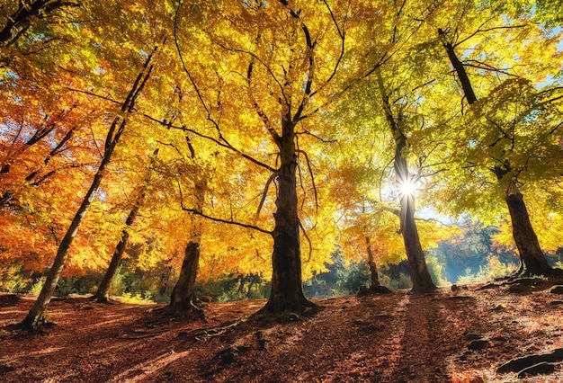 Sonnenstrahlen durch Bäume im Herbst Natürliche Herbstlandschaft im Wald Herbstwald und Sonne als Hintergrund Herbstbild