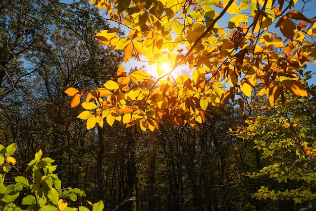 Sonnenstrahlen durch das gelbe Herbstlaub