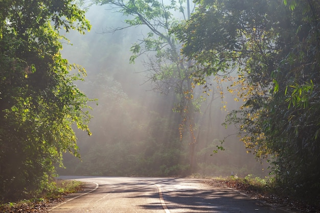 Sonnenstrahlen durch den Nebel beleuchten eine kurvenreiche, malerische Straße, die von einem wunderschönen grünen Wald mit Lichteffekten und Schatten umgeben ist. Kaeng Krachan Nationalpark, Phetchaburi - Thailand