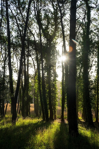 Sonnenstrahlen durch die Bäume eines Waldes