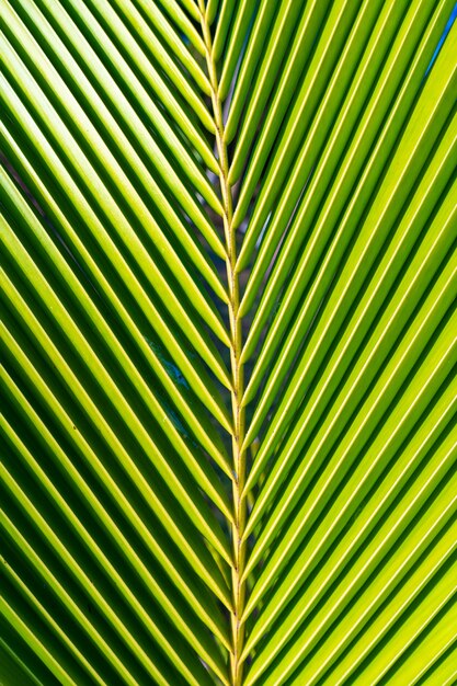 Sonnenstrahlen durch Palmblätter. Weicher Fokus. Dschungelnatur. Nahaufnahme eines gesättigten grünen Palmblatts.