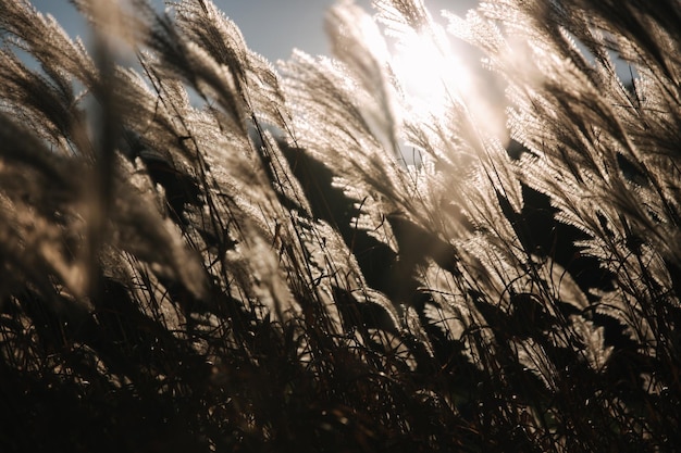 Sonnenstrahlen fallen im Herbst durch Weizensonnenuntergänge