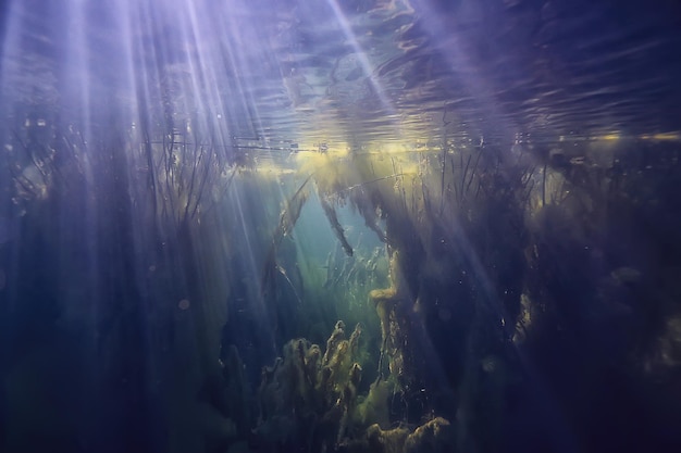 Sonnenstrahlen Fluss Unterwasserlandschaft / abstrakte Unterwasserlandschaft Pflanzen frisches Ökosystem