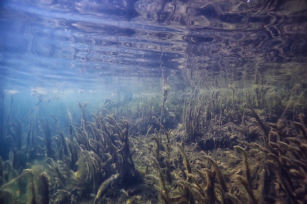 Sonnenstrahlen Fluss Unterwasserlandschaft / abstrakte Unterwasserlandschaft Pflanzen frisches Ökosystem