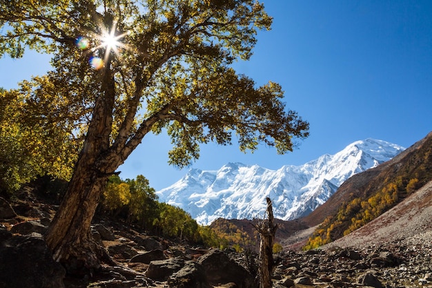 Sonnenstrahlen im Baum im Herbst auf dem Weg zum Basislager Nanga Parbat. Nanga Parbat