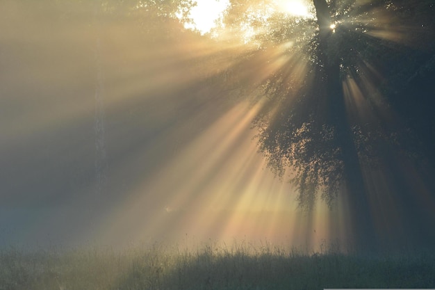 Sonnenstrahlen im Morgennebel