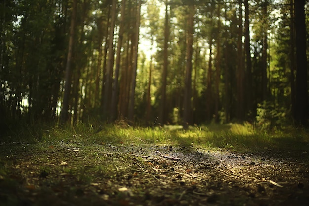 Sonnenstrahlen im Nadelwald, abstrakter Landschaftssommerwald, schöne Wildnisnatur