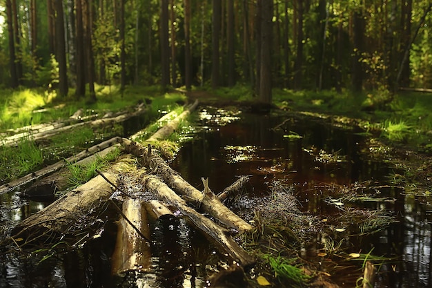 Sonnenstrahlen im Nadelwald, abstrakter Landschaftssommerwald, schöne Wildnisnatur