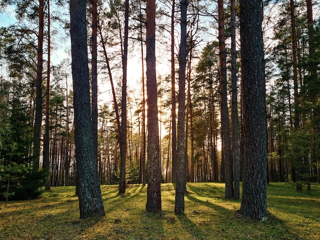 Sonnenstrahlen im Wald Silhouetten von Bäumen und Schatten Sonnenuntergang zwischen hohen Kiefern Naturlandschaft