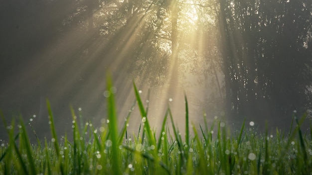 Sonnenstrahlen im Wald