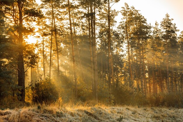 Sonnenstrahlen in der frostigen Landschaft des Herbstmorgens im Wald