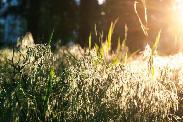 Sonnenstrahlen morgens im Wald