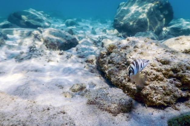 Sonnenstrahlen Unterwasserfelsen und Kieselsteine auf dem Meeresboden schwimmende Fische